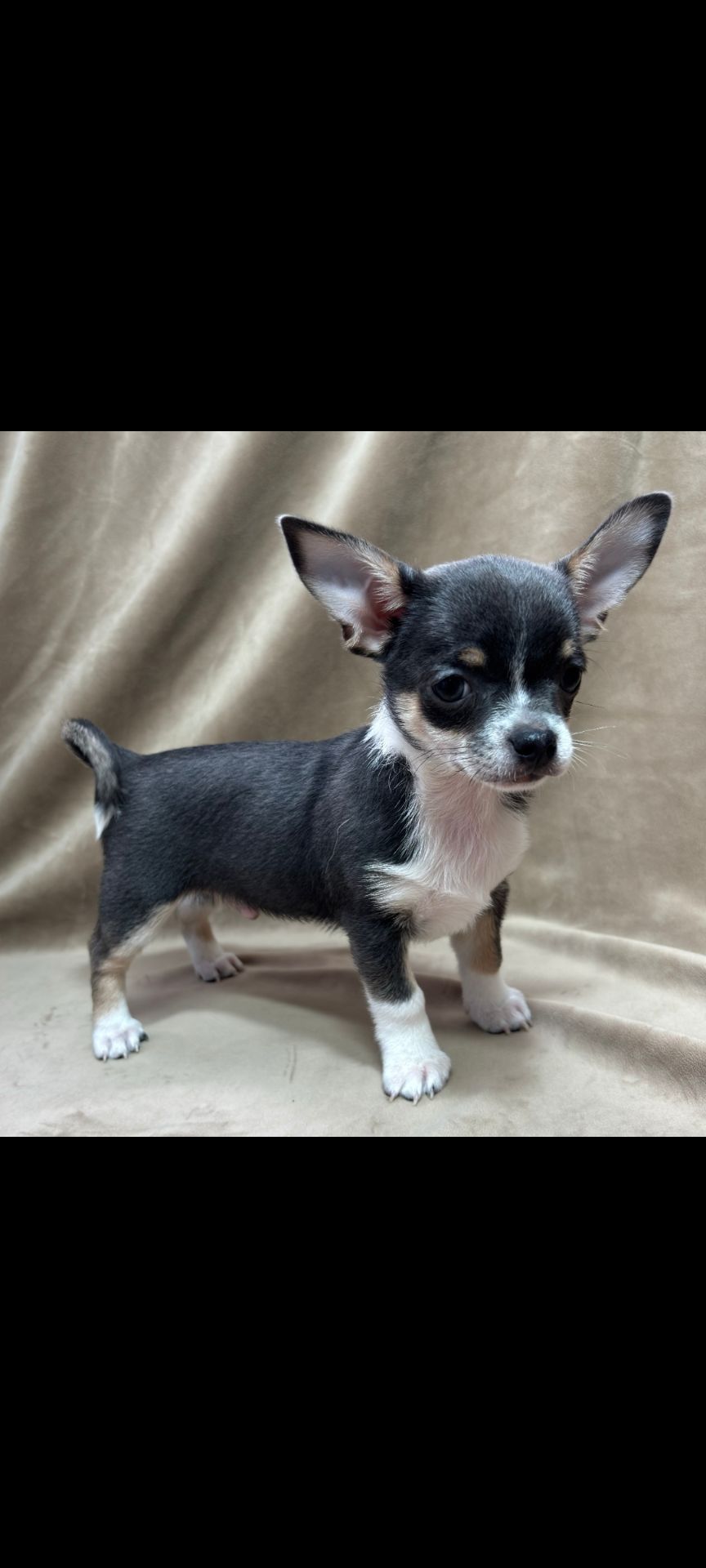 красунчик хлопчик чіхуахуа шукає родину!