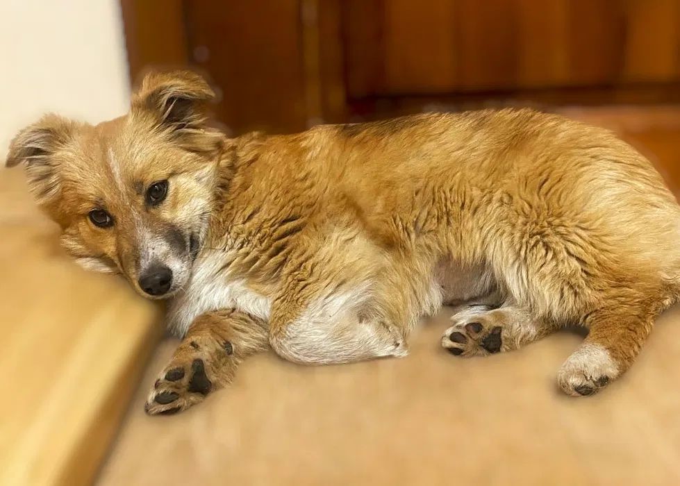 Белла шукає свою людину