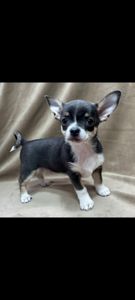 хлопчик чихуахуа шукає родину!