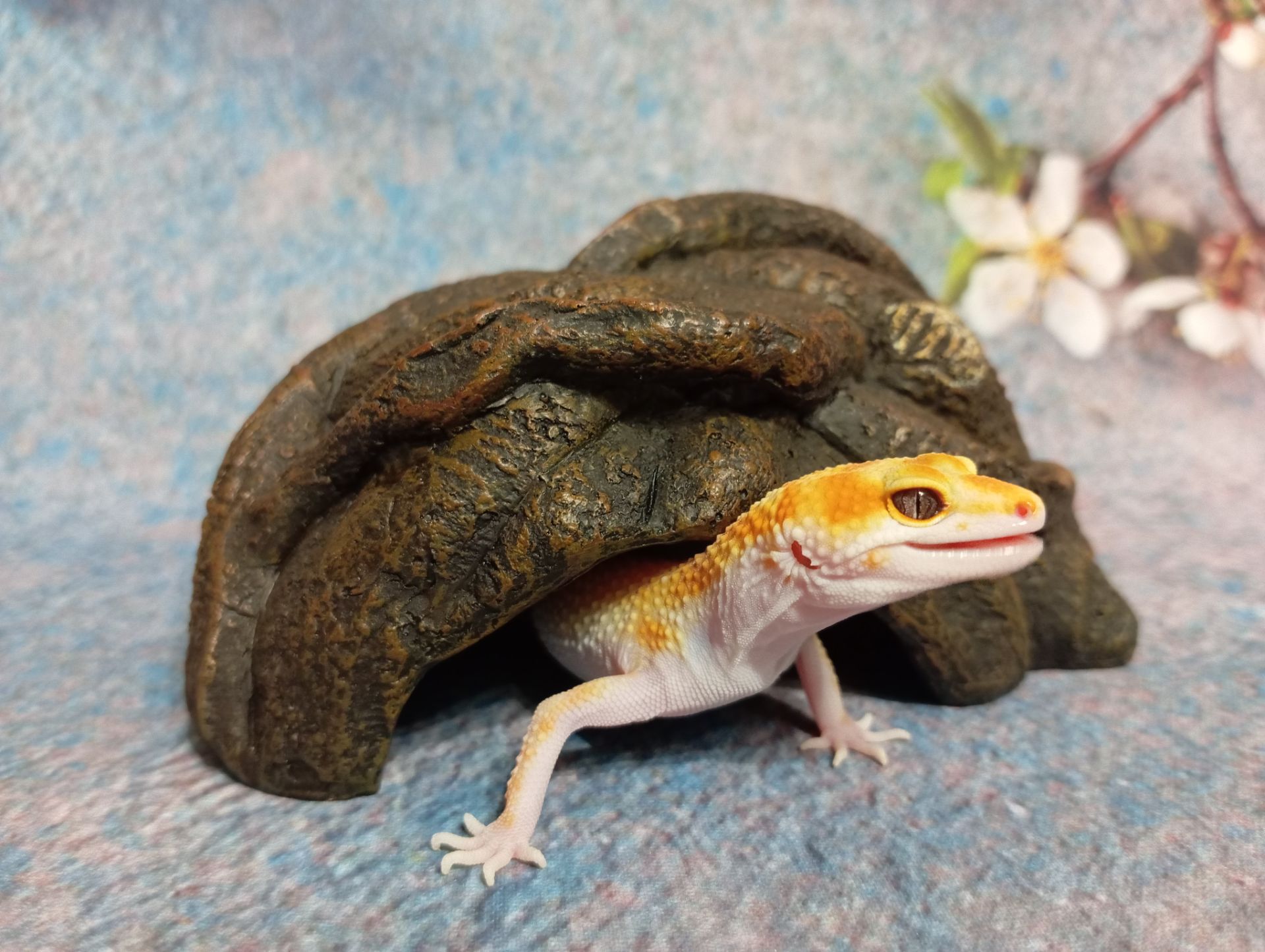 Леопардовый геккон эублефар.Ящерка