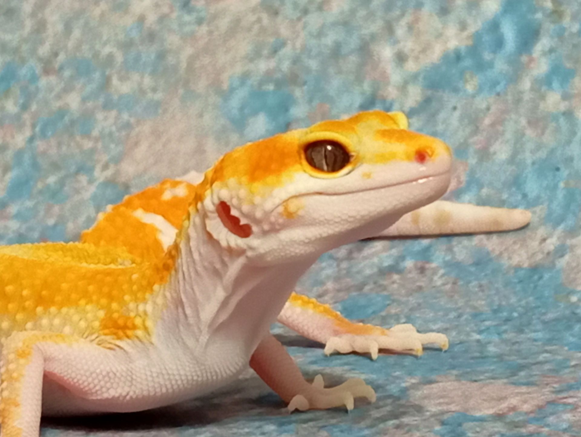 Леопардовый геккон эублефар.Ящерка