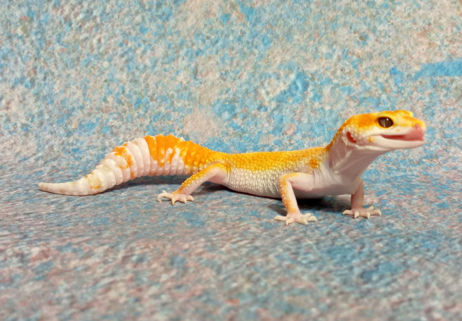 Леопардовый геккон эублефар.Ящерка