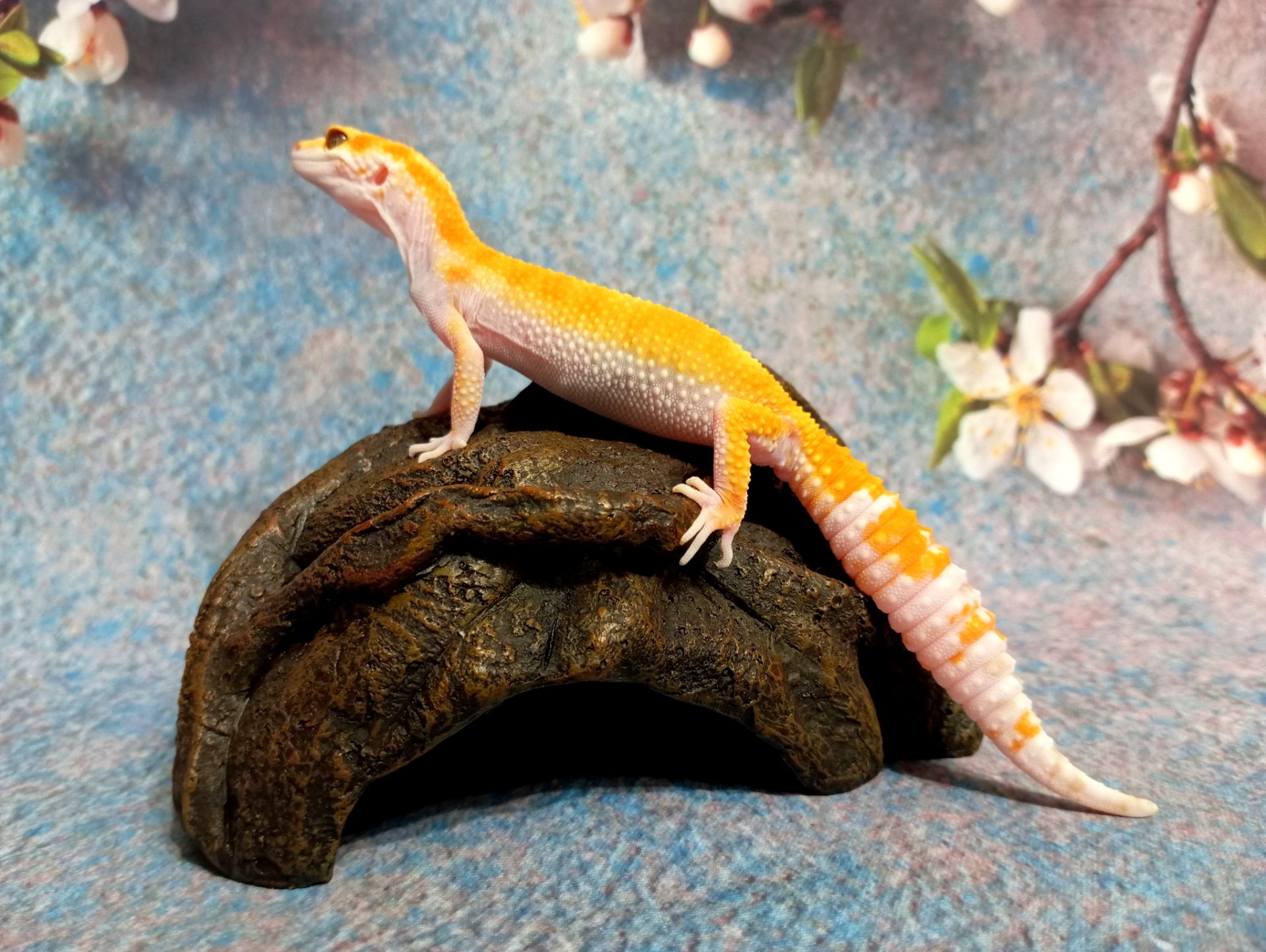 Леопардовый геккон эублефар.Ящерка