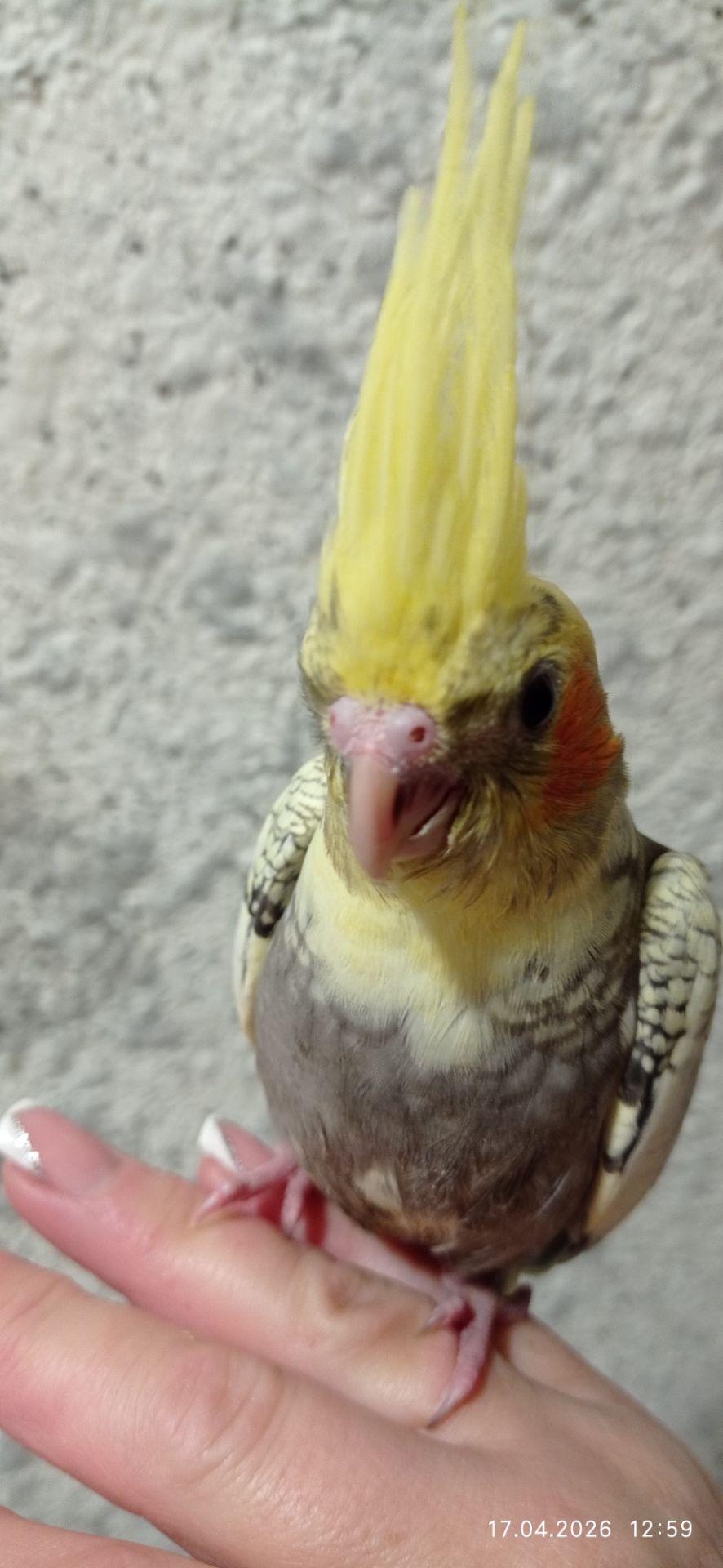 Корела пташеня Карен