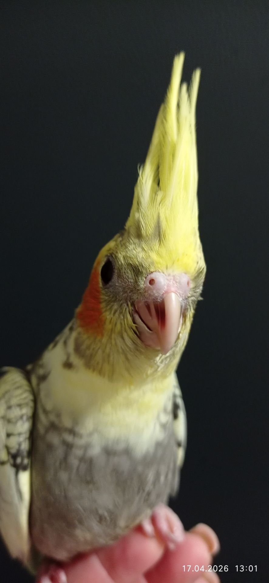 Корела пташеня Карен