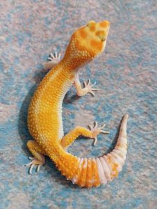 Леопардовый геккон эублефар.Ящерка