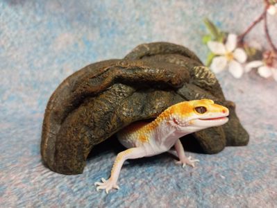 Леопардовый геккон эублефар.Ящерка