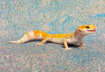 Леопардовый геккон эублефар.Ящерка