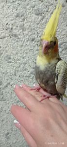 Корела пташеня Карен