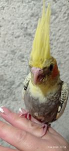 Корела пташеня Карен