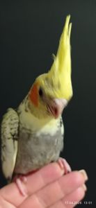 Корела пташеня Карен