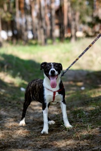 Цуценятко Зоряна