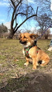 Собачка Сью