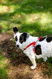 Красуня Дейзі