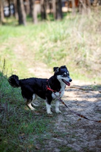 Собачка Катя