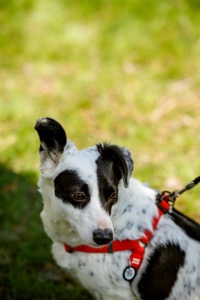 Красуня Дейзі