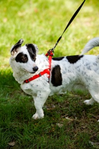 Красуня Дейзі