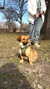 Собачка Сью