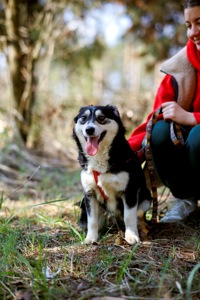 Собачка Катя