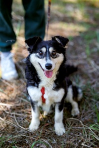 Собачка Катя