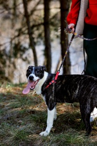 Цуценятко Зоряна