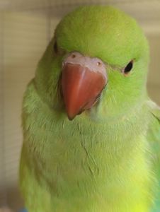 Продам приручені папуги Крамера