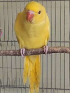 Продам приручені папуги Крамера