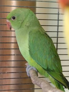 Продам приручені папуги Крамера
