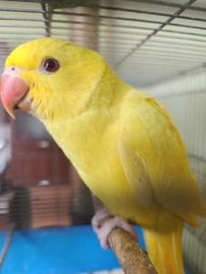 Продам приручені папуги Крамера