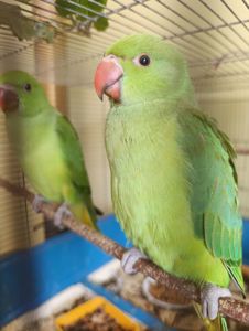 Продам приручені папуги Крамера