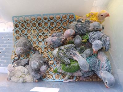 Продам приручені папуги Крамера