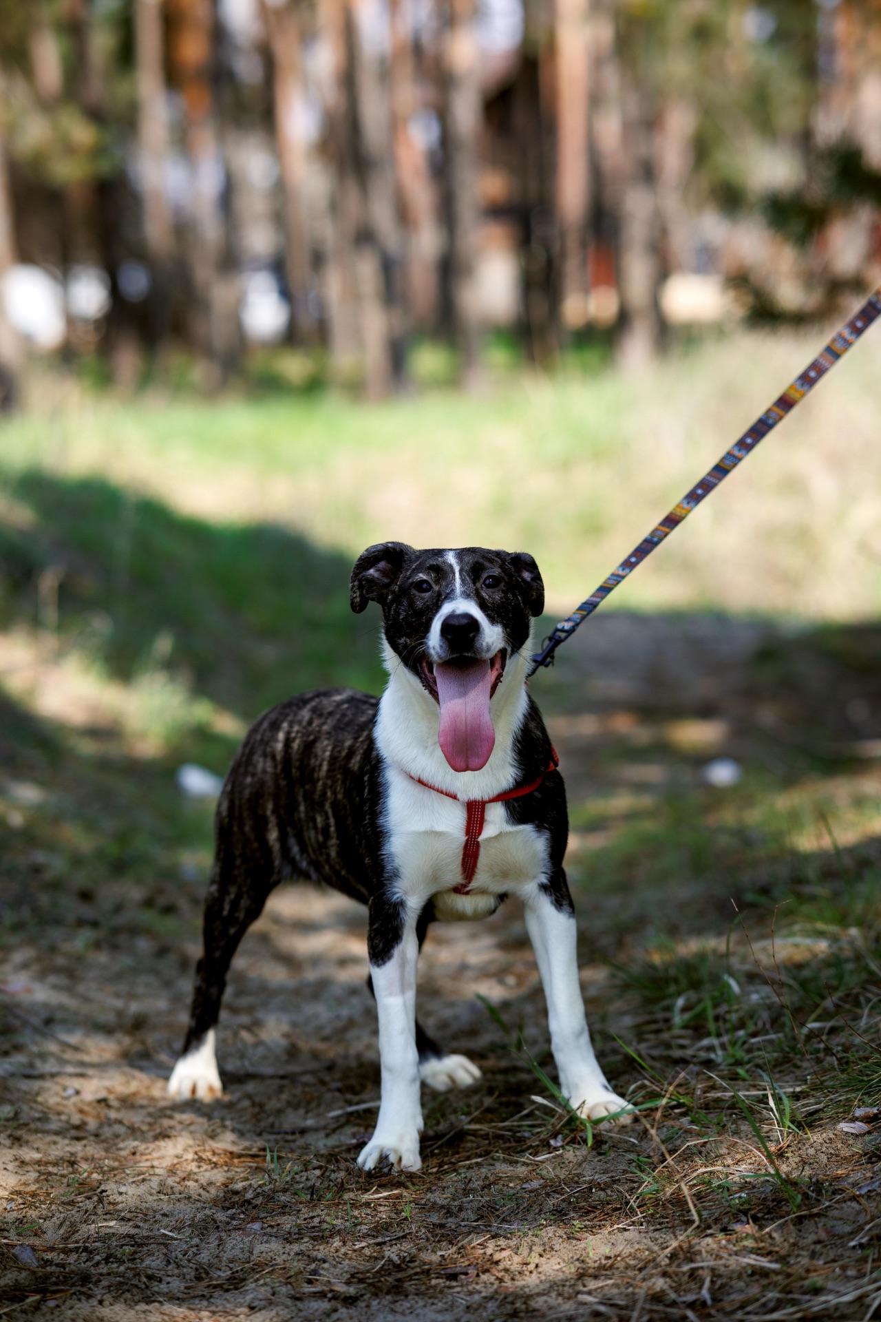 Цуценятко Зоряна