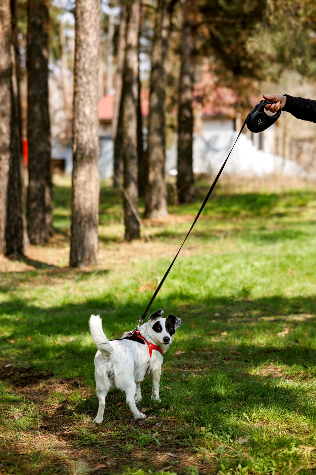 Красуня Дейзі