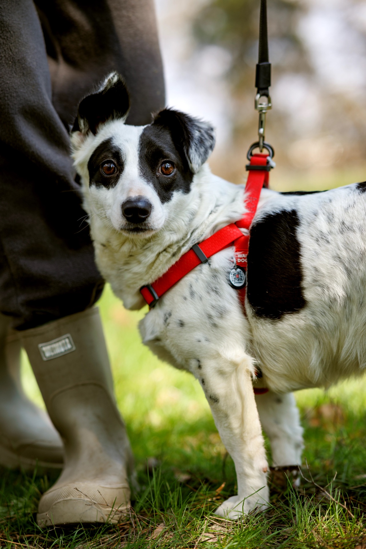 Красуня Дейзі