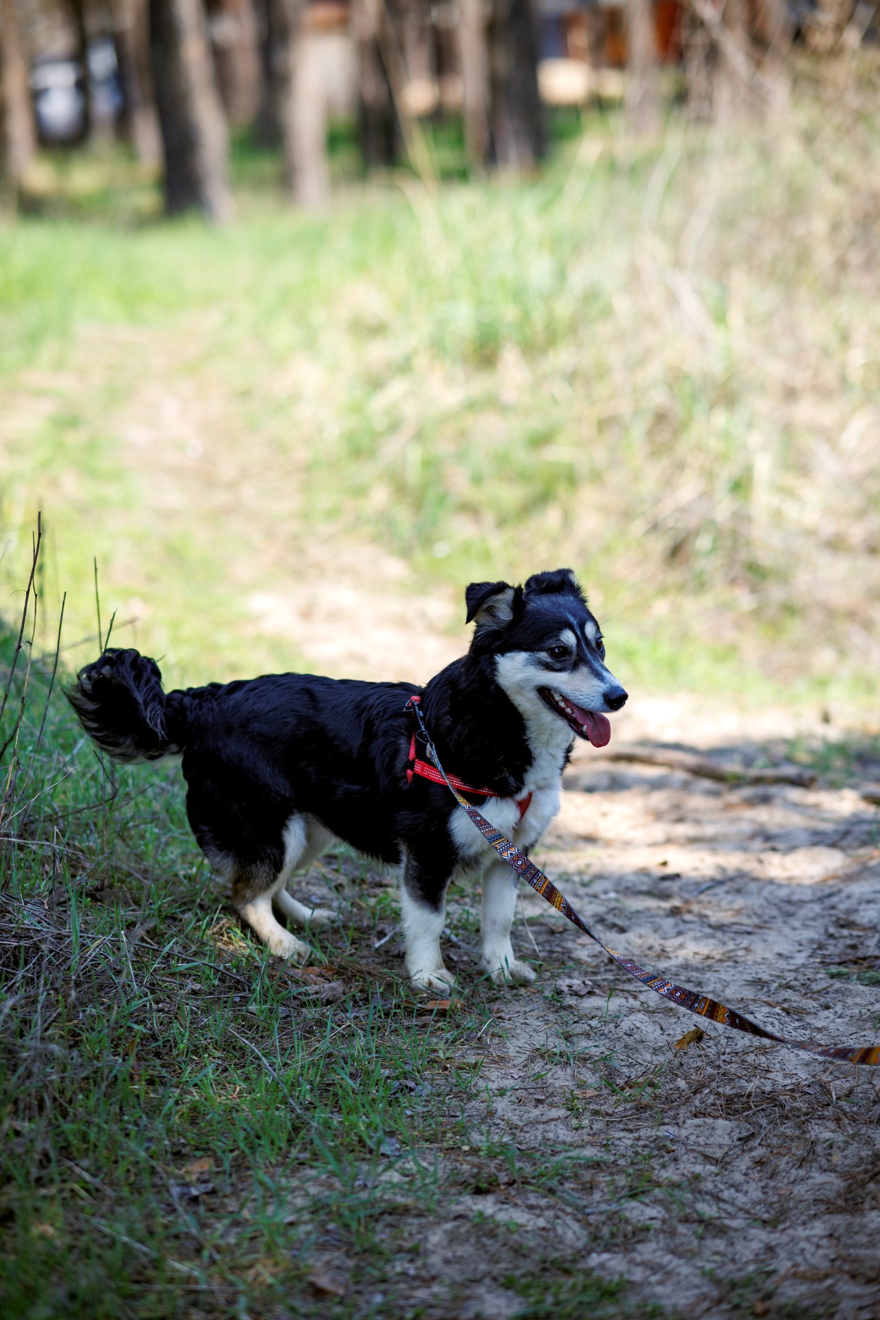 Собачка Катя