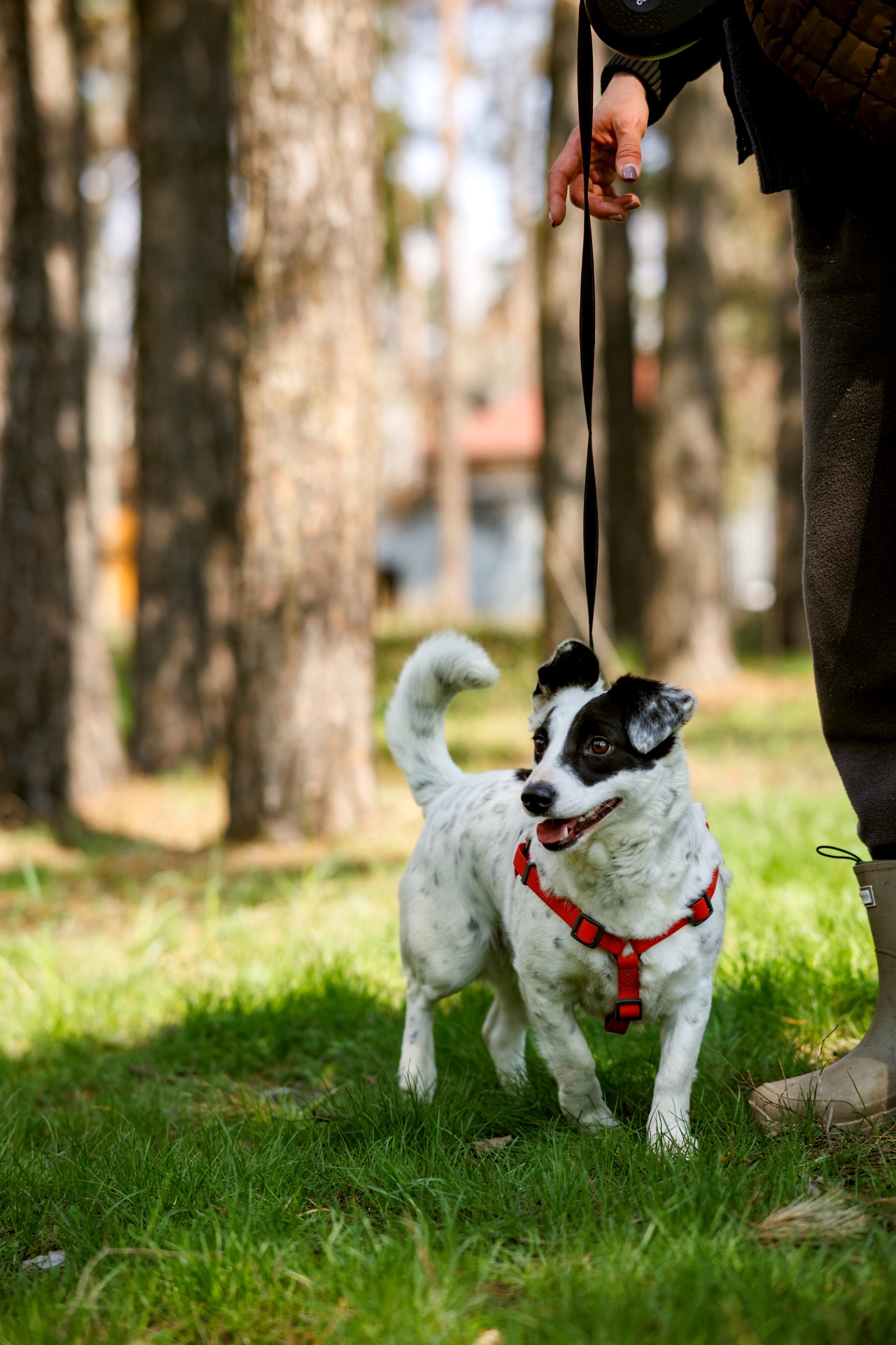 Красуня Дейзі