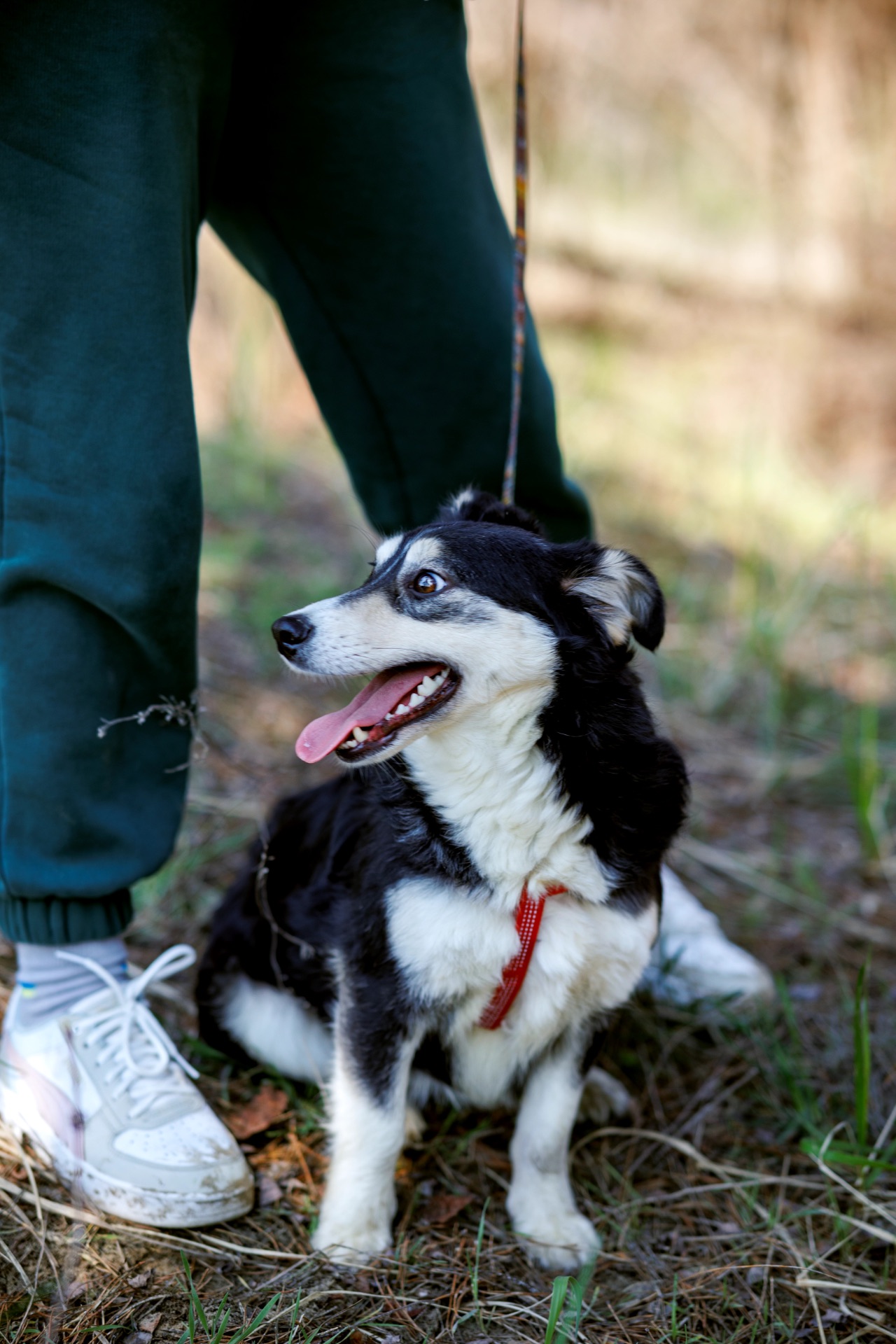 Собачка Катя