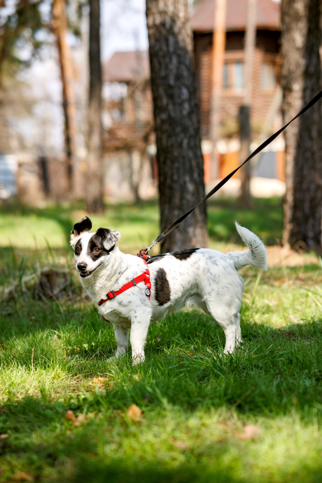 Красуня Дейзі