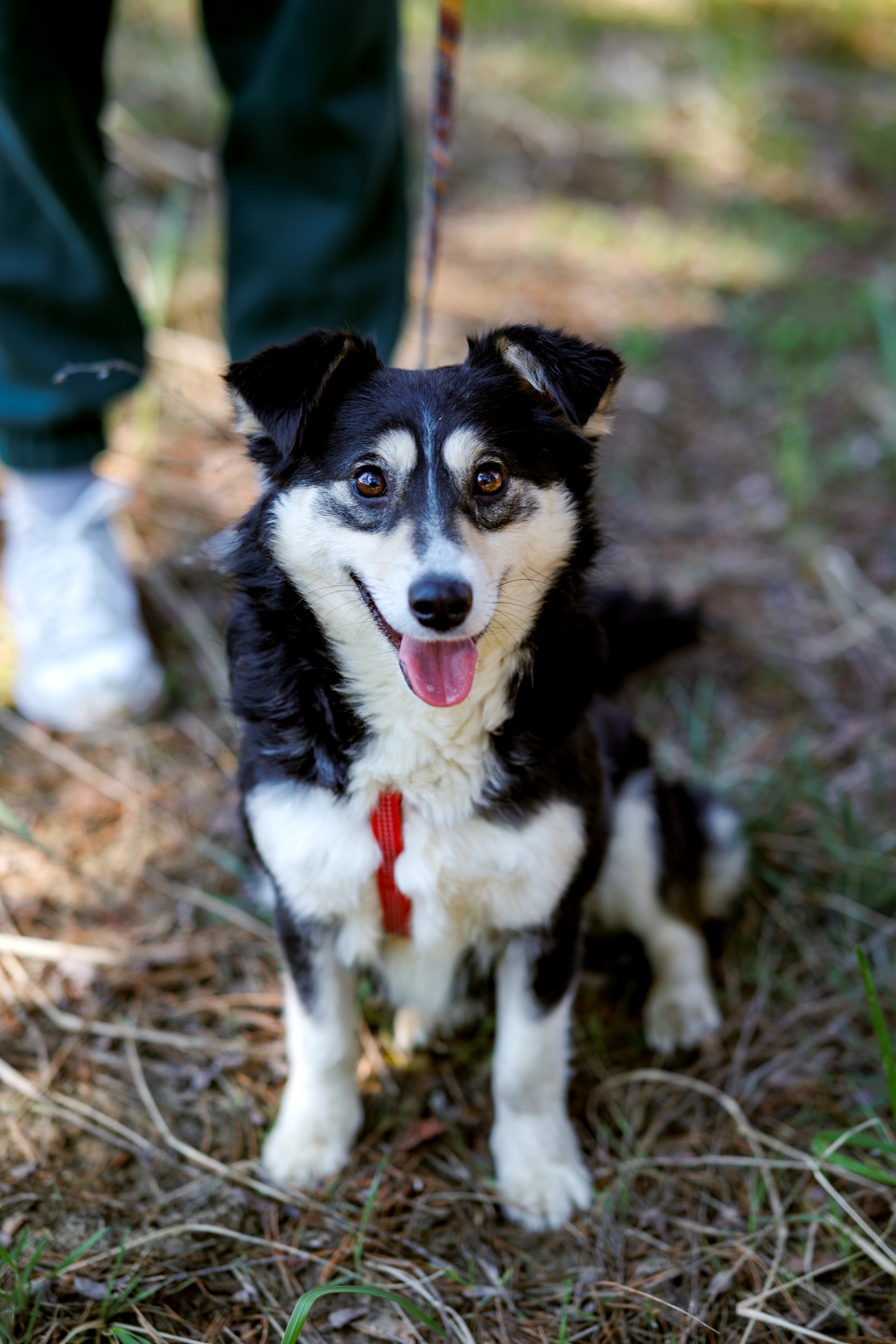 Собачка Катя