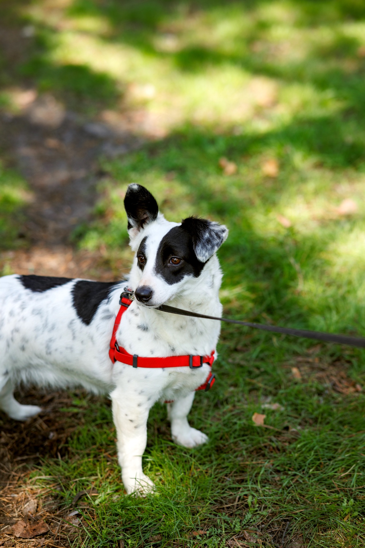 Красуня Дейзі