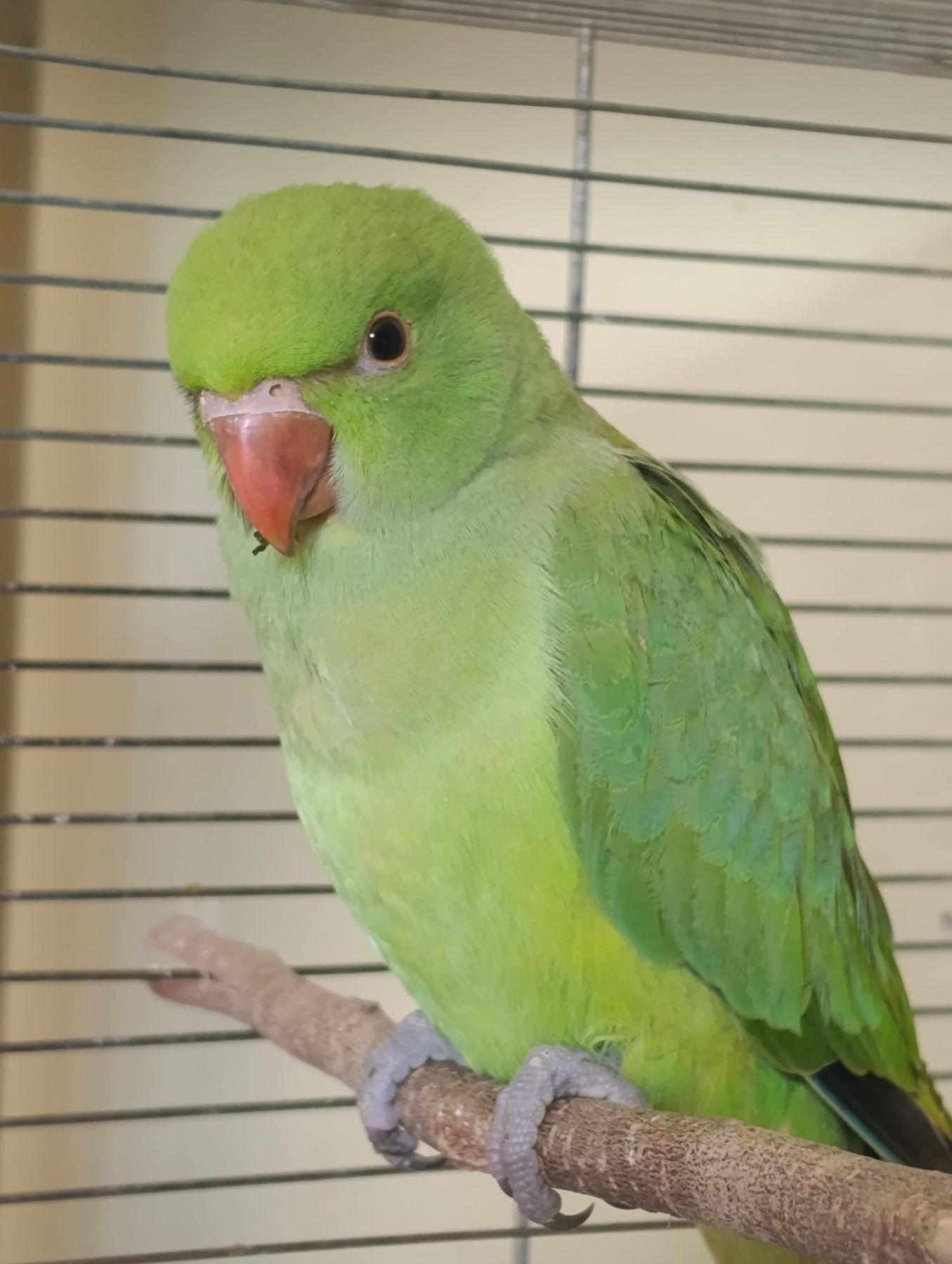 Продам приручені папуги Крамера