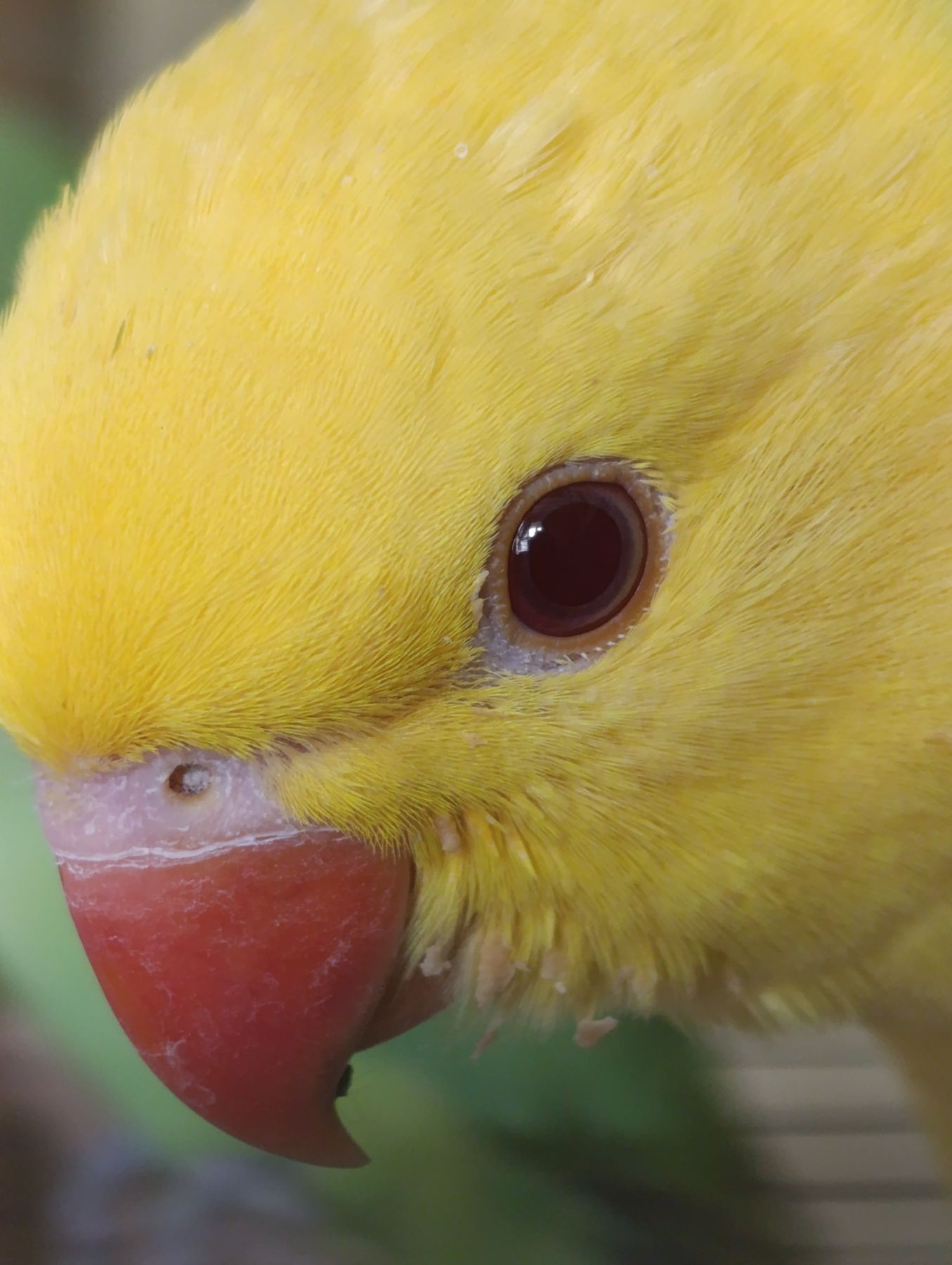 Продам приручені папуги Крамера