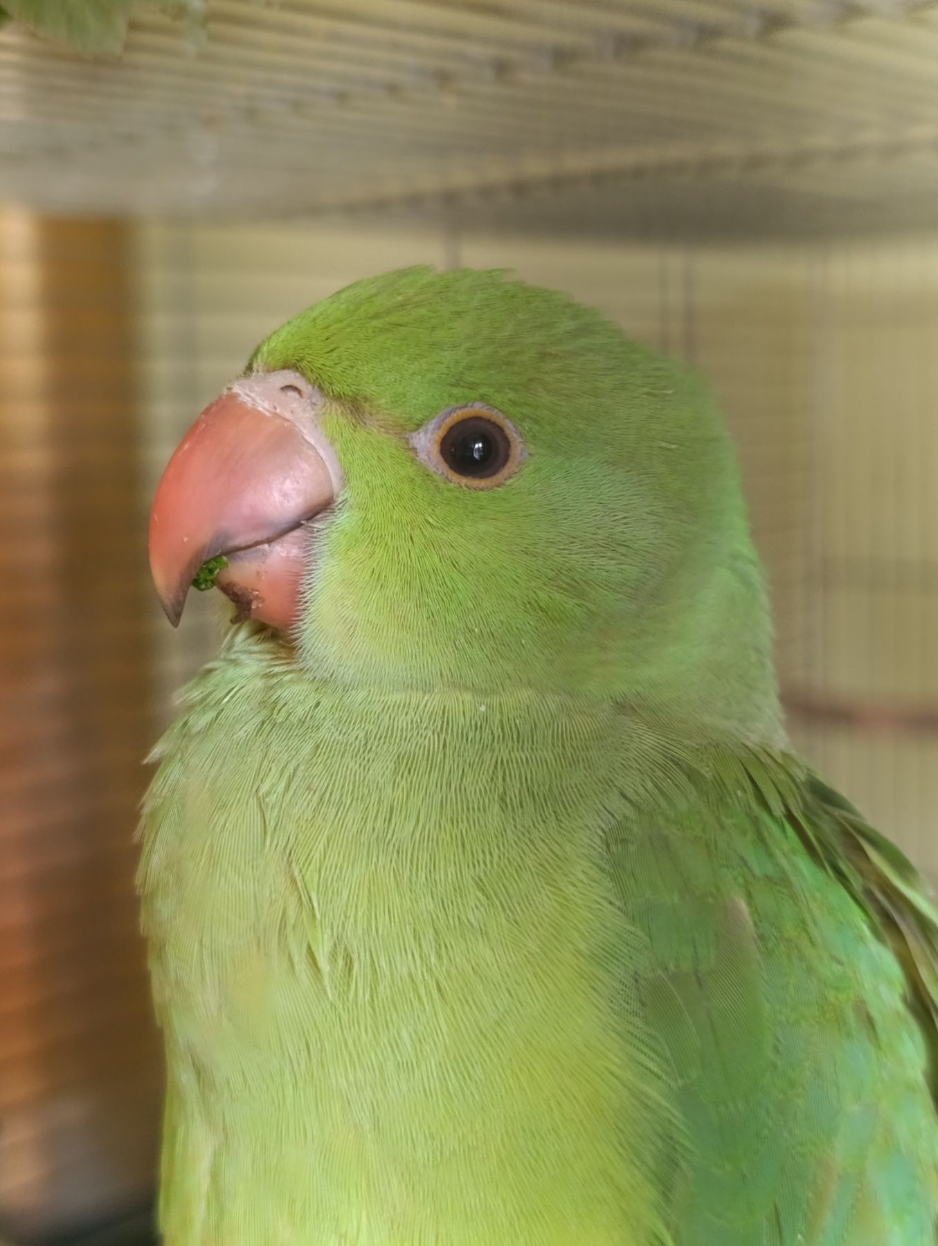 Продам приручені папуги Крамера