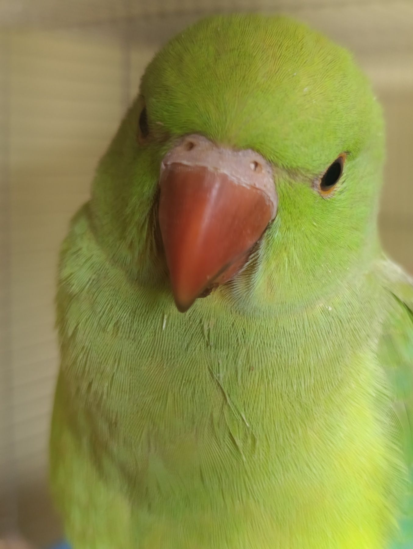 Продам приручені папуги Крамера