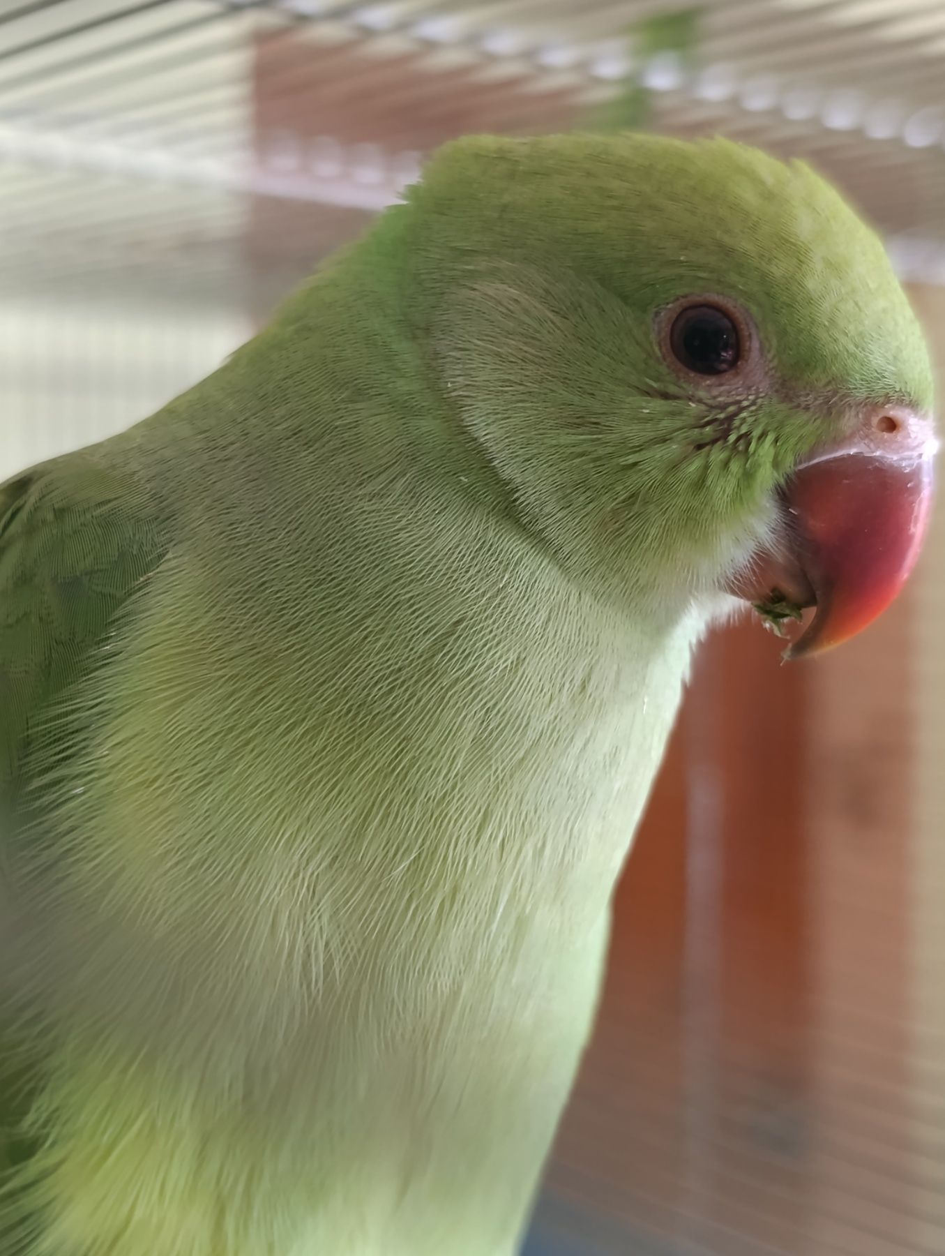 Продам приручені папуги Крамера