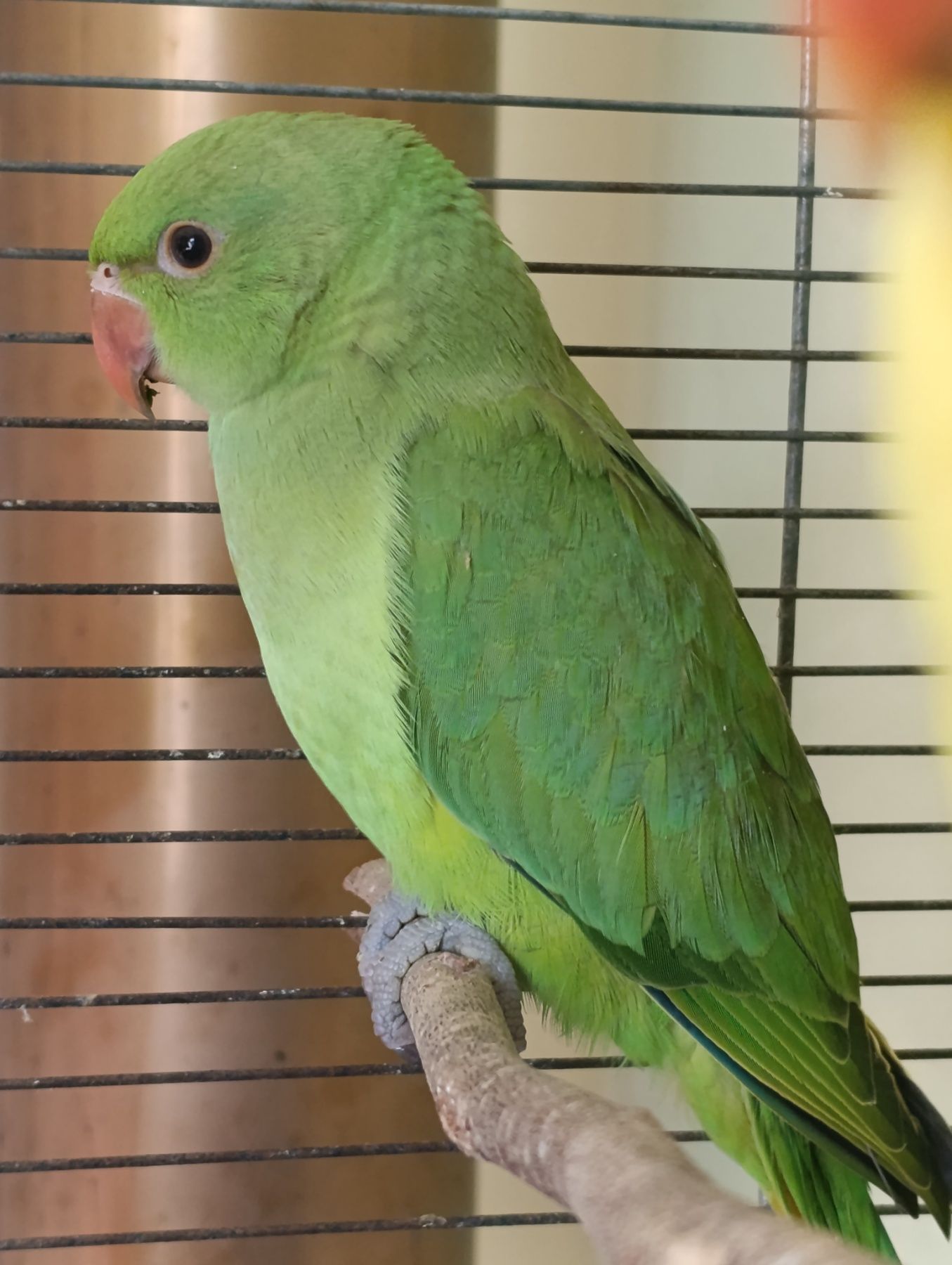 Продам приручені папуги Крамера