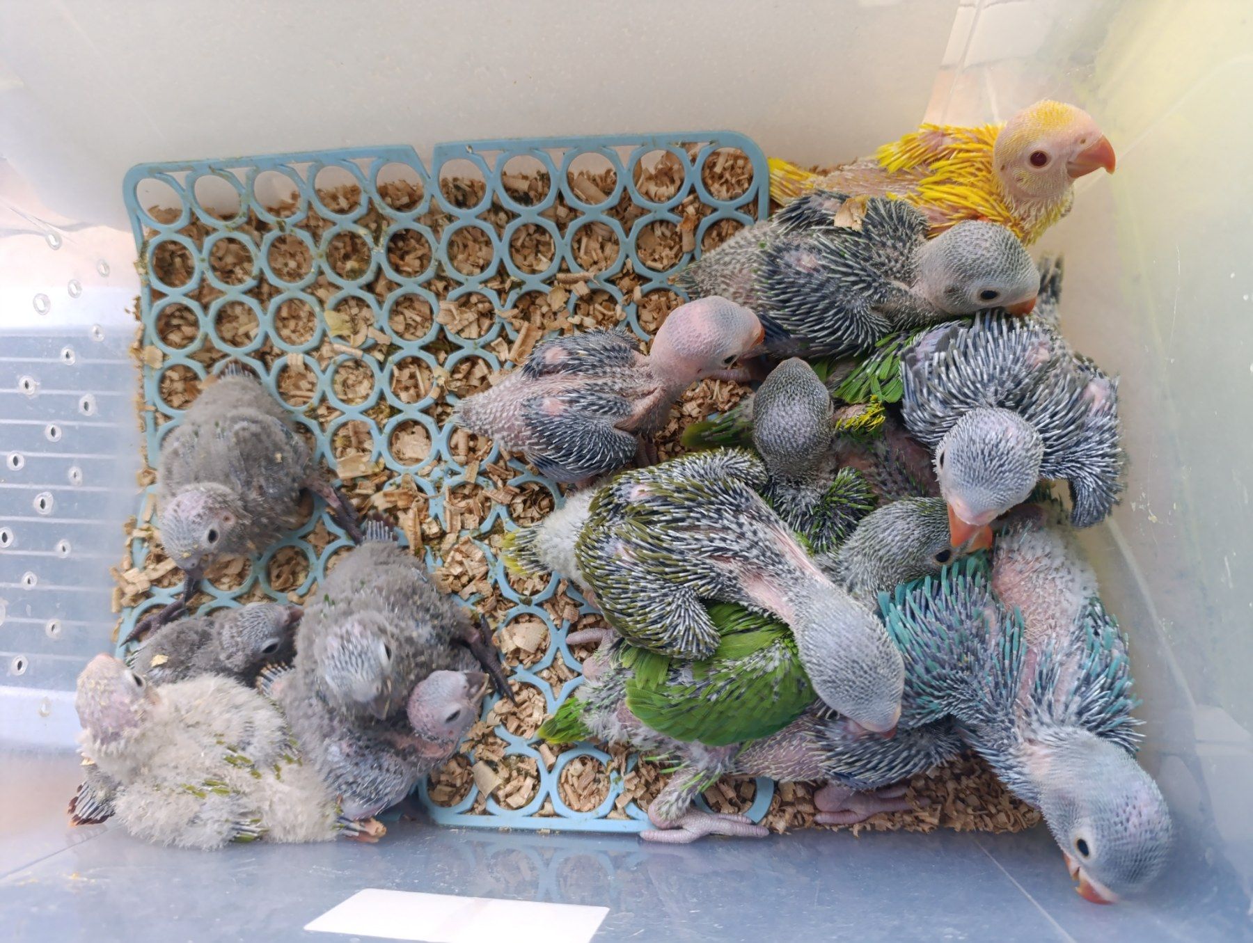 Продам приручені папуги Крамера