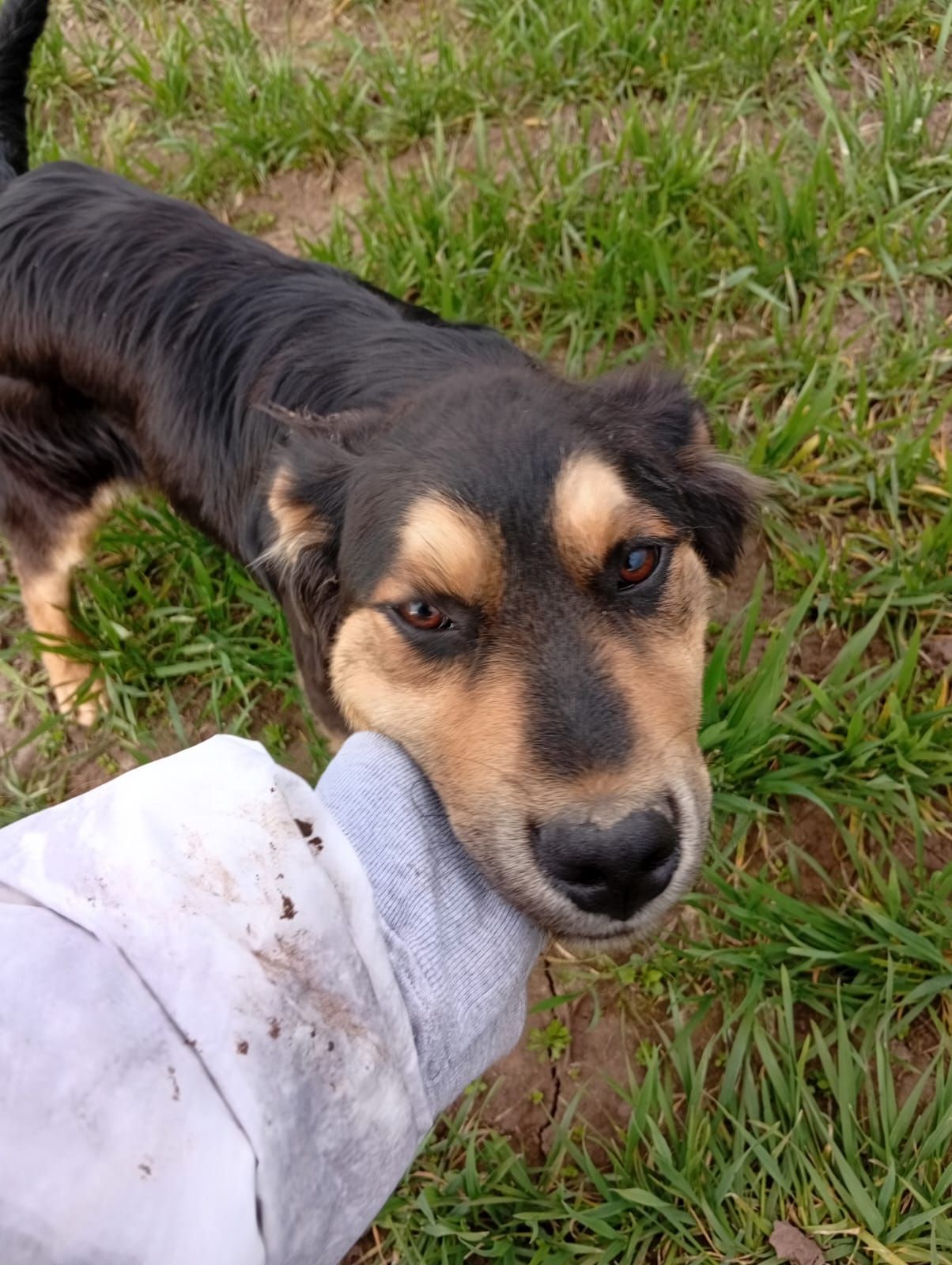 Цуценята в добрі руки