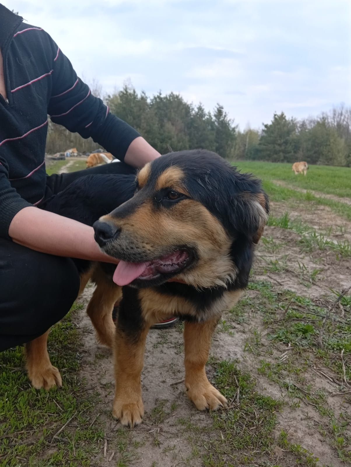 Цуценята в добрі руки