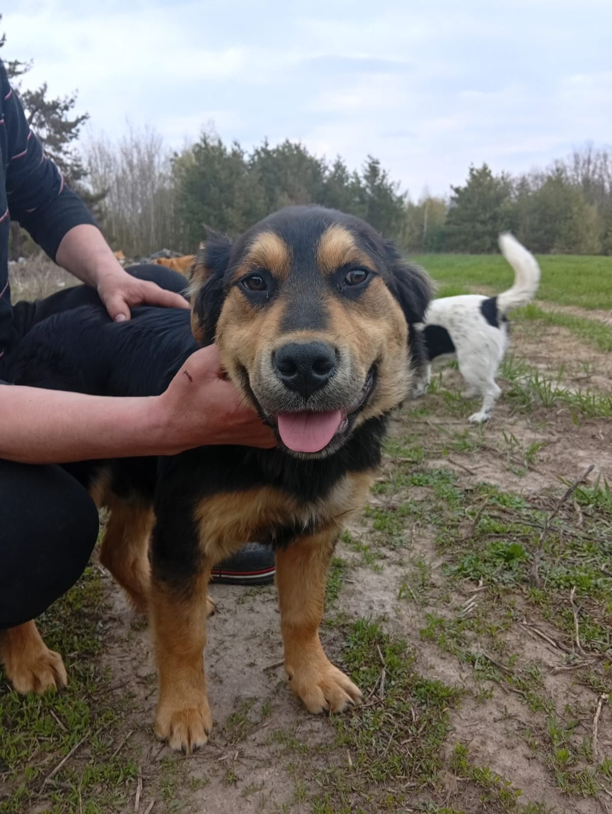 Цуценята в добрі руки